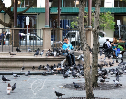 Pigeons flying around a boy in a plaza. Des pigeons volent alentours d'un garçon dans une plaza. 